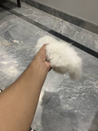 White kitten 10/10 condition