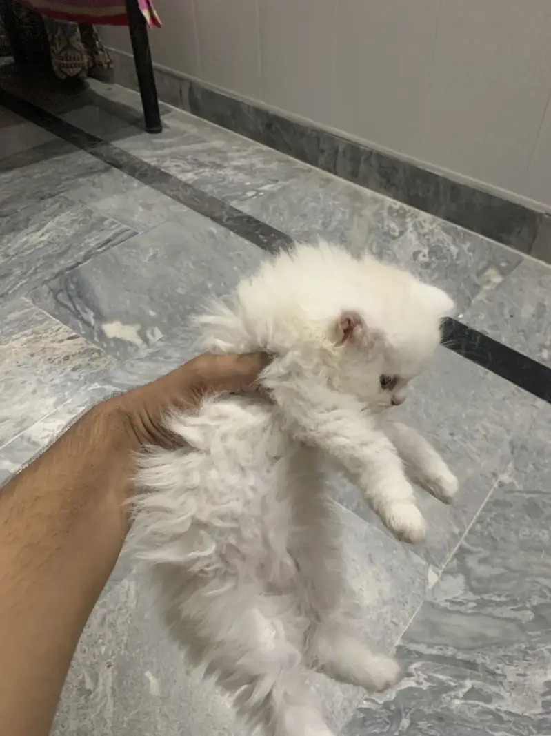 White kitten 10/10 condition — photo 2