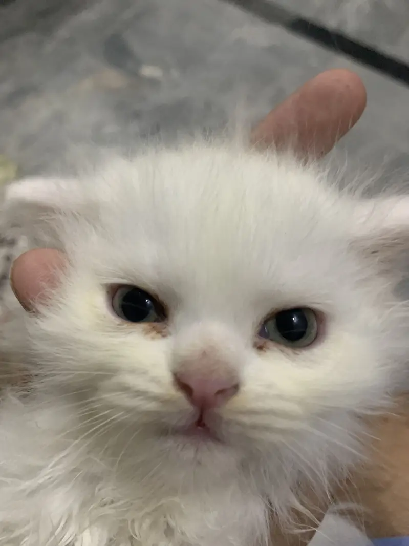 White kitten 10/10 condition — photo 3