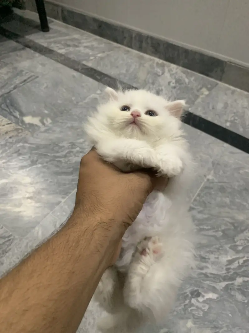 White kitten 10/10 condition — photo 4