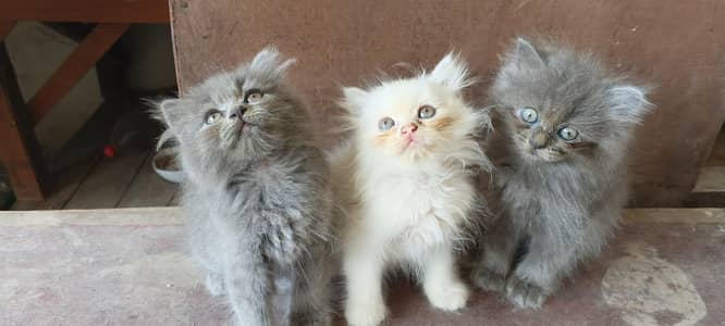 kitten for sale Sialkot