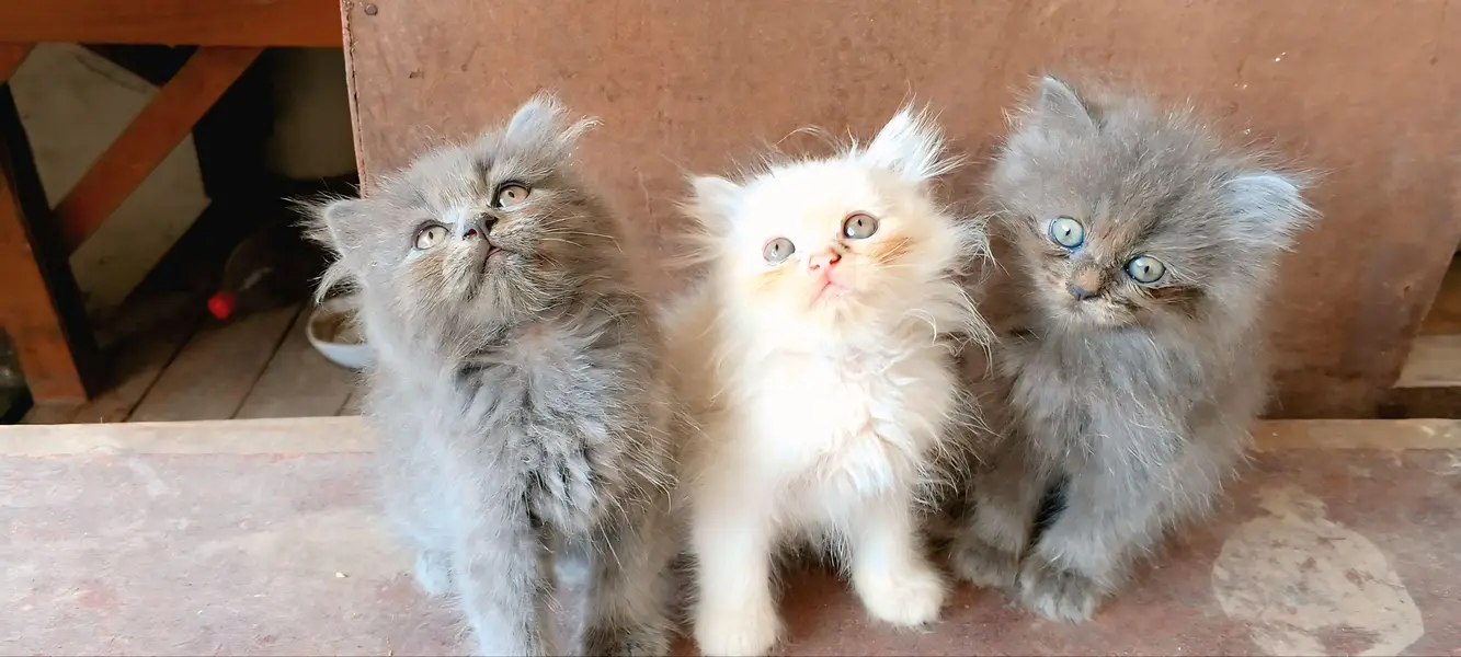 kitten for sale Sialkot — photo 2