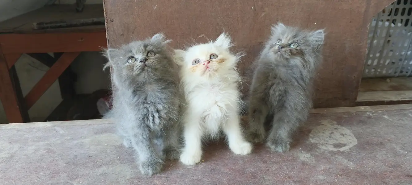 kitten for sale Sialkot — photo 4