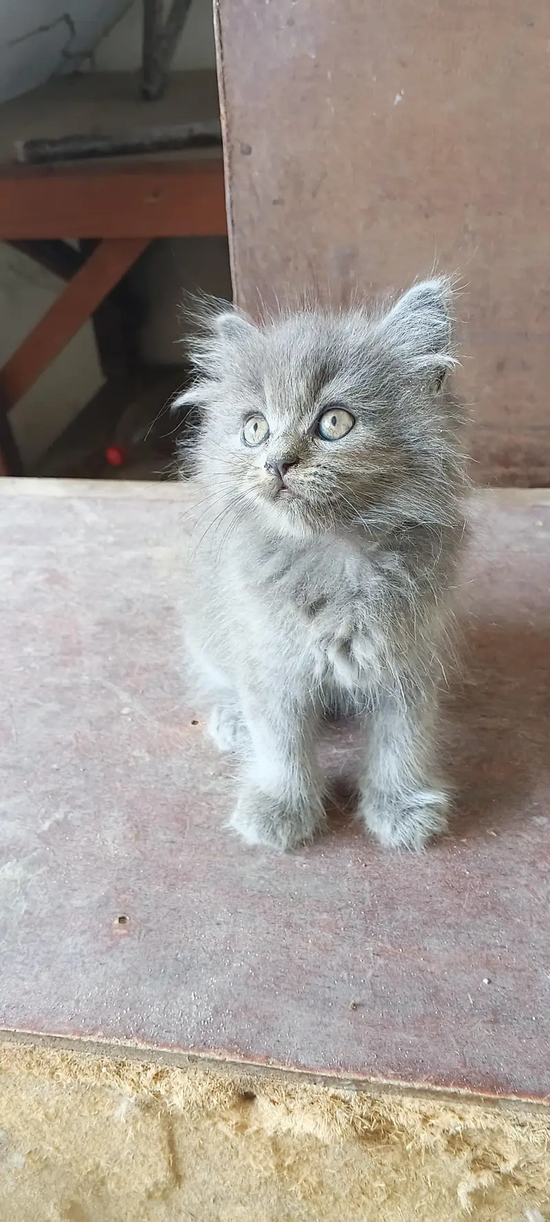 kitten for sale Sialkot — photo 5