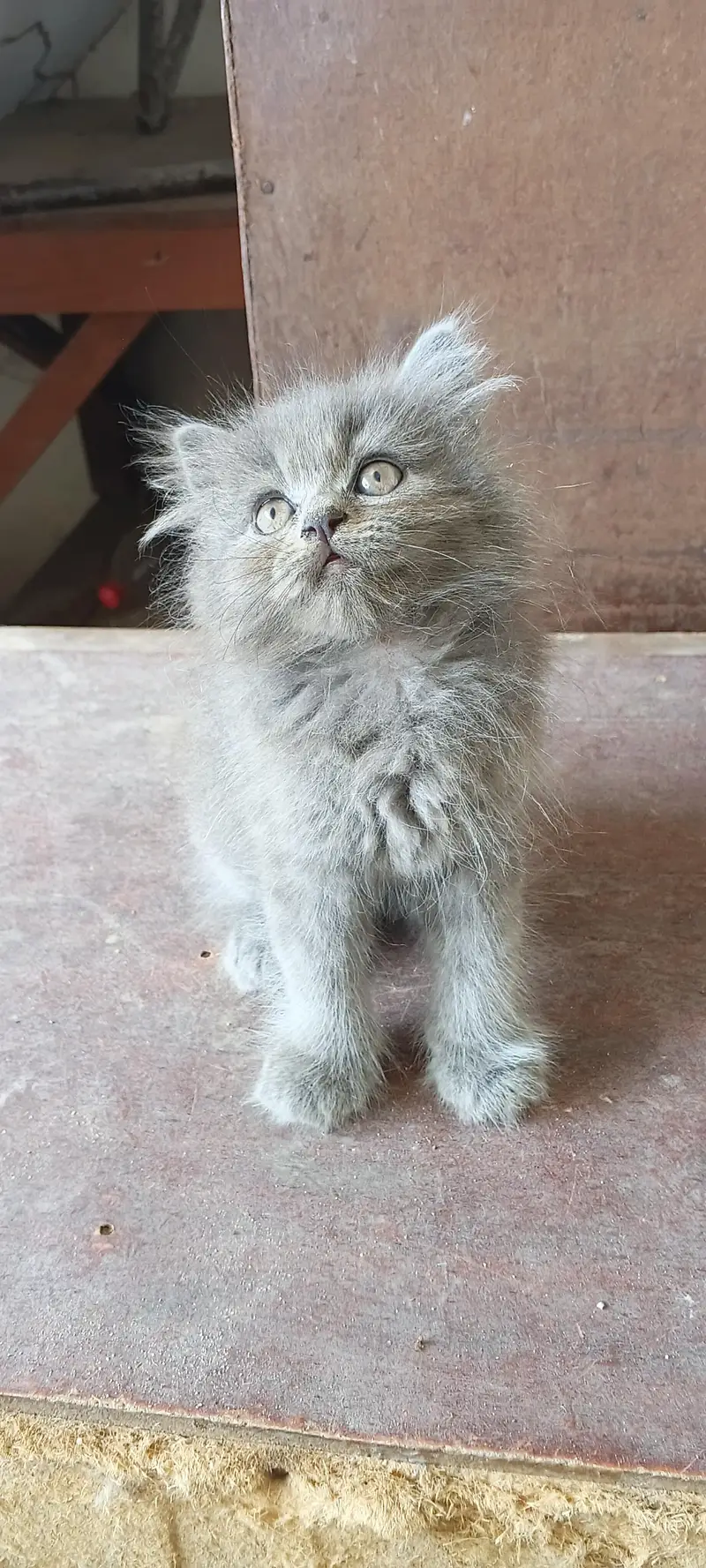 kitten for sale Sialkot — photo 6