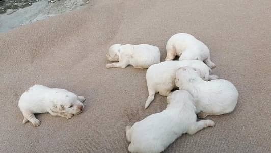 puppies for sale