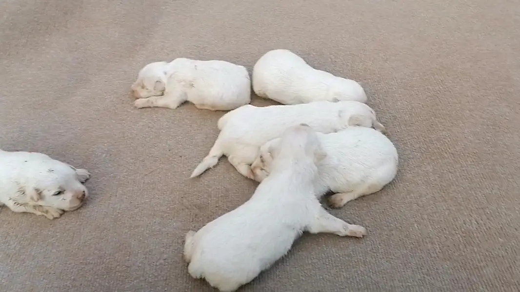 puppies for sale — photo 2
