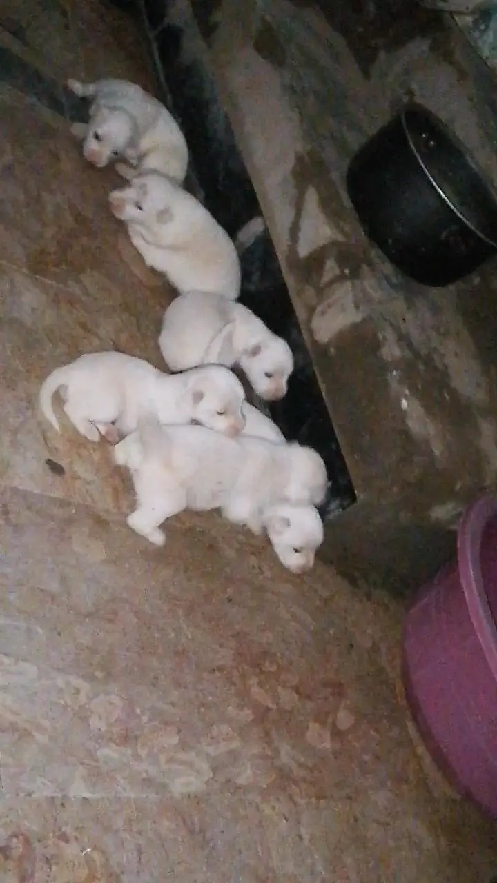 puppies for sale — photo 3