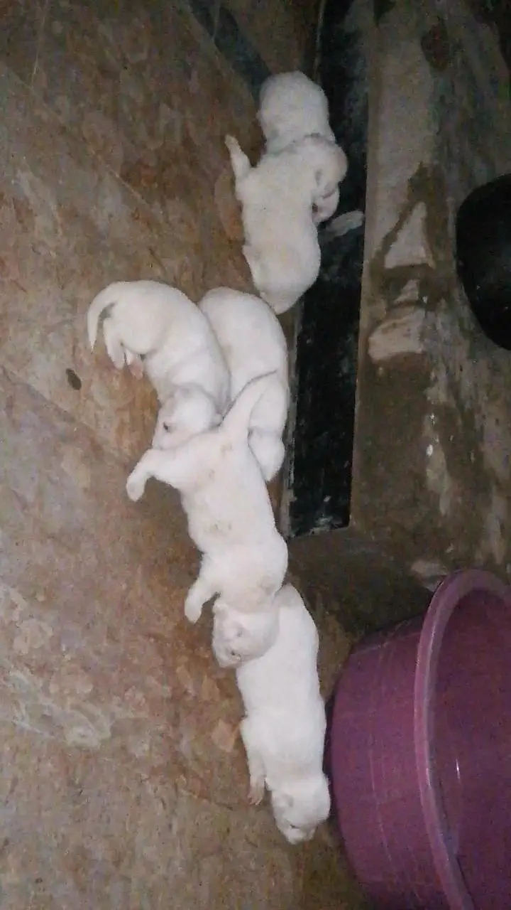 puppies for sale — photo 4