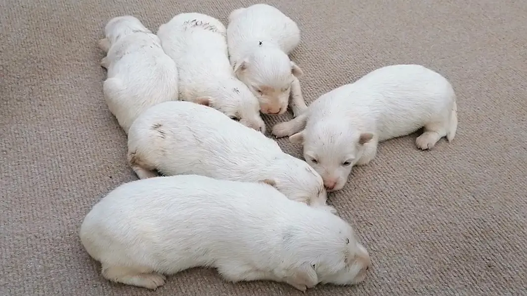 puppies for sale — photo 5