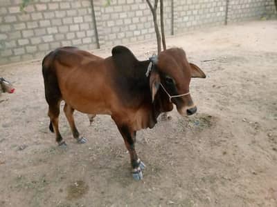 Desi Healthy Bull Bachra For Sale