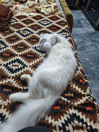 my cat for sale