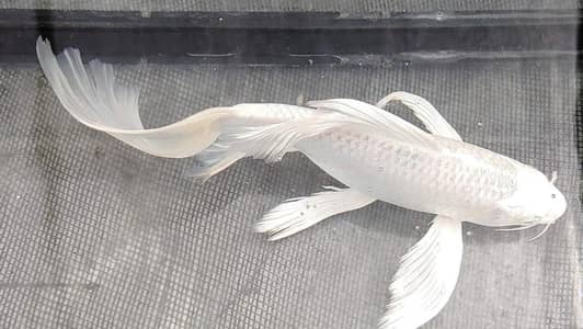 Koi fish available