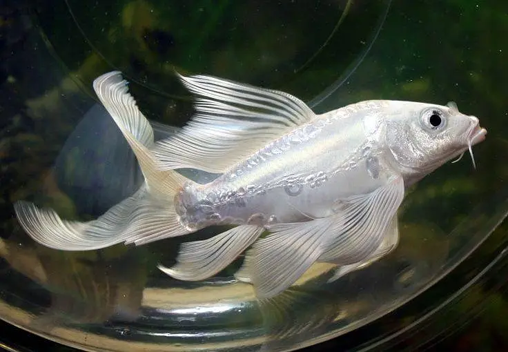 Koi fish available — photo 2