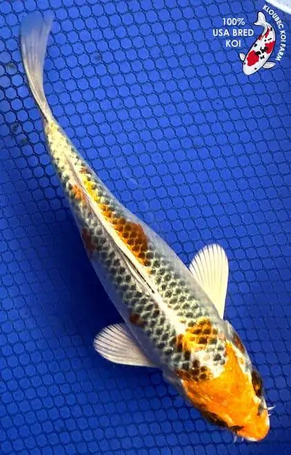 Koi fish available — photo 3