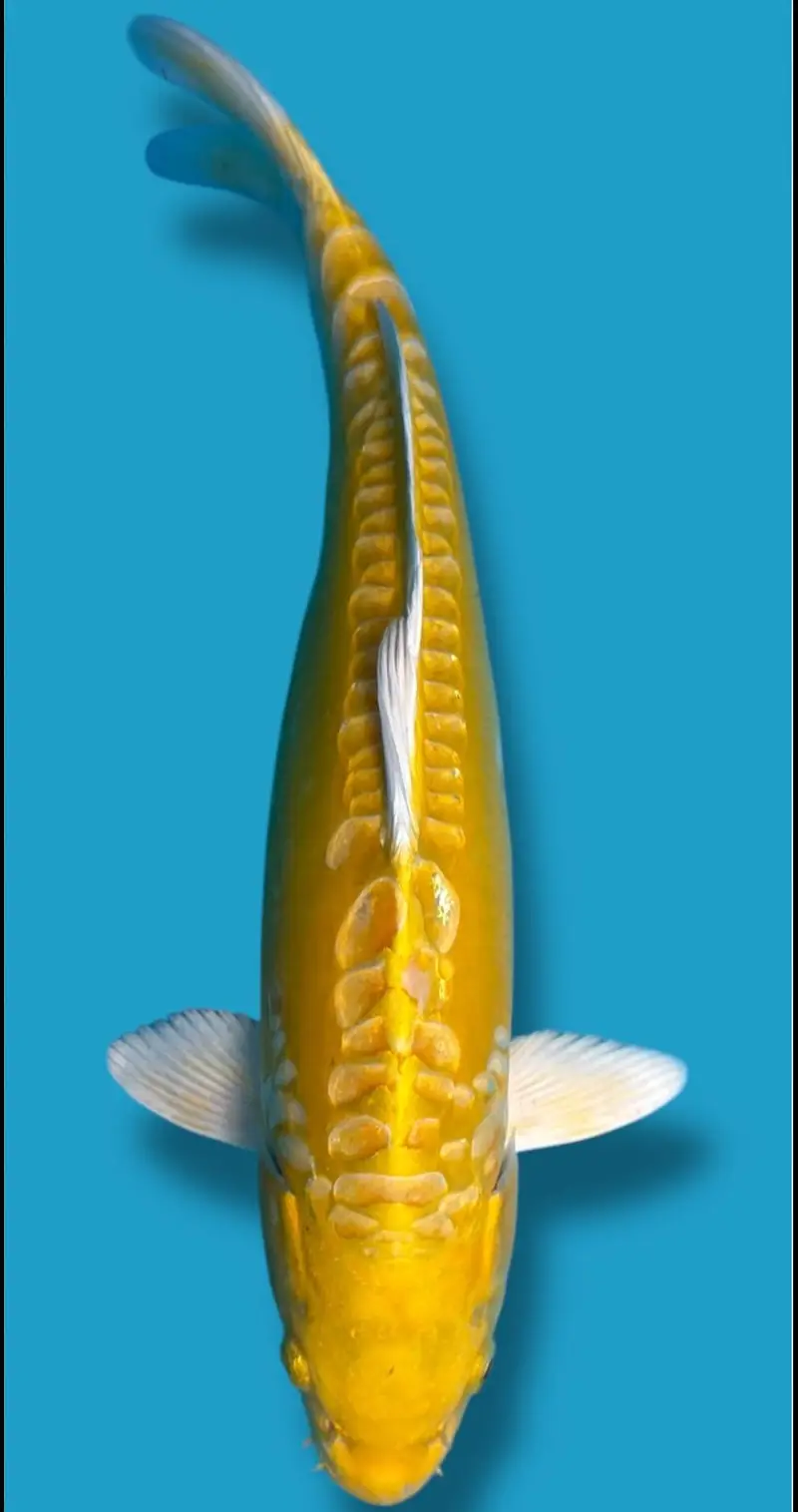 Koi fish available — photo 4