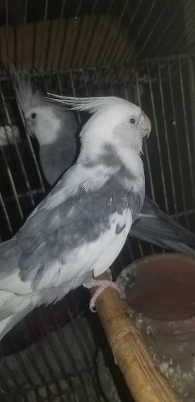 COACKTIEL WHITE FACE  PIED BREEDING PAIR