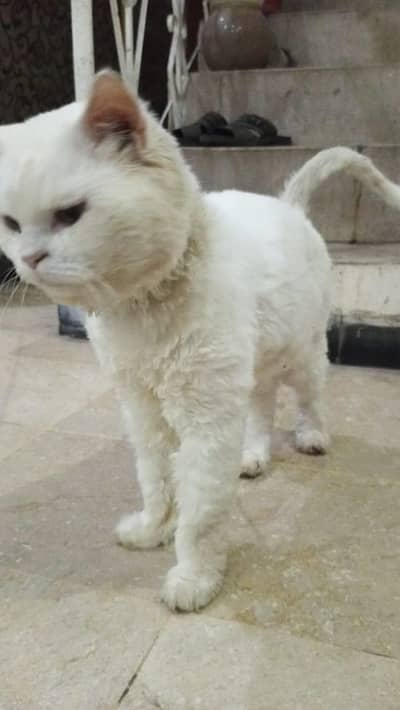 Persian male cat for sale