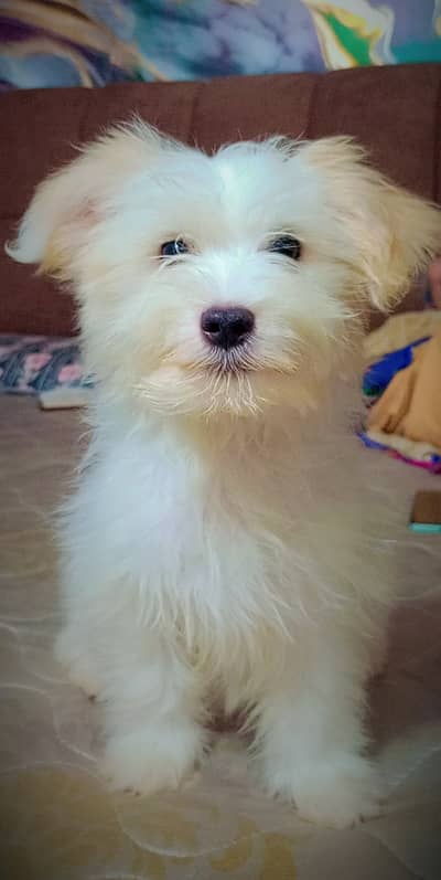 Demanding Female dog for sale all vaccine is done