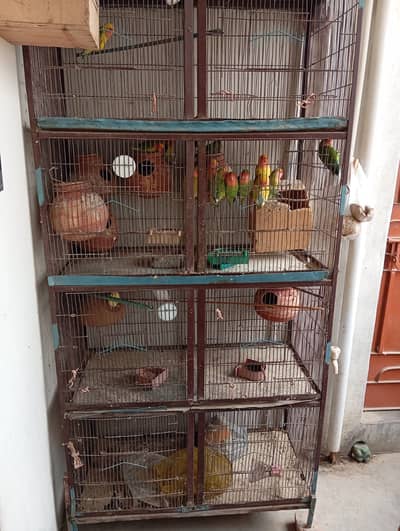 8 portion cage 8 pair love bird 3 Australian red eyes