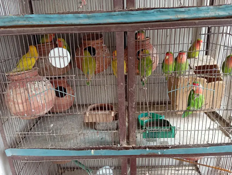 8 portion cage 8 pair love bird 3 Australian red eyes — photo 2
