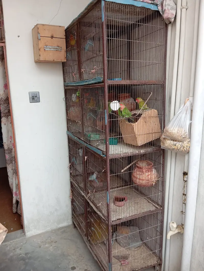 8 portion cage 8 pair love bird 3 Australian red eyes — photo 3