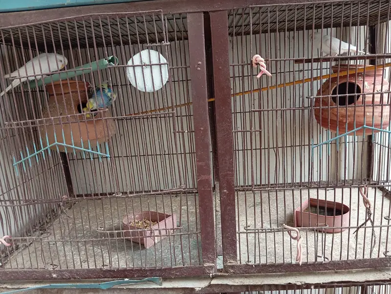 8 portion cage 8 pair love bird 3 Australian red eyes — photo 4