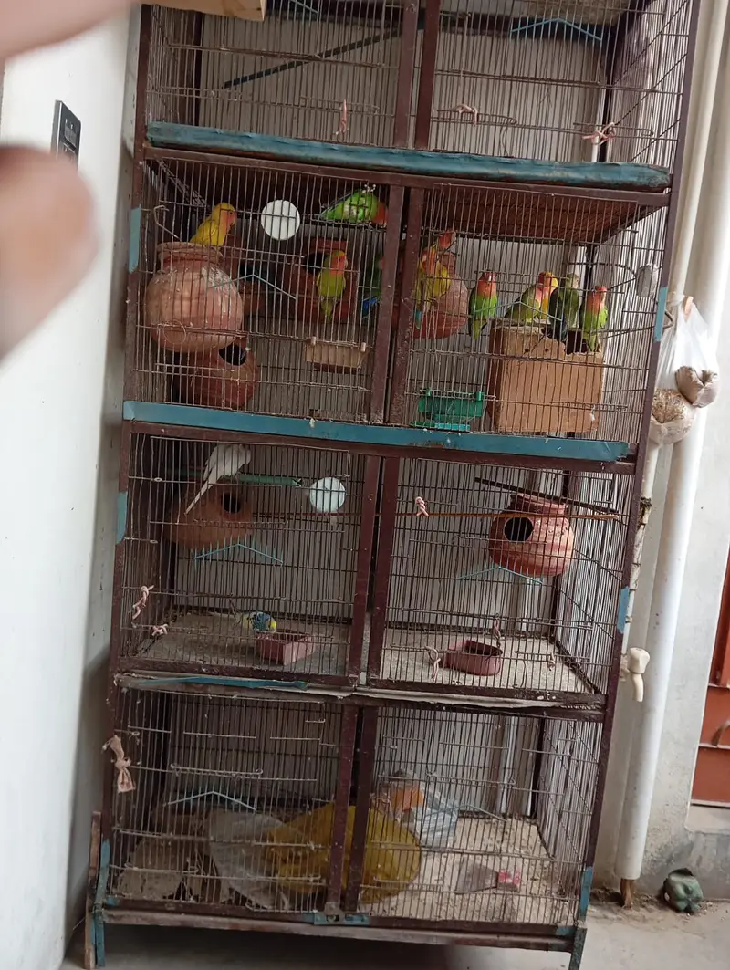 8 portion cage 8 pair love bird 3 Australian red eyes — photo 5