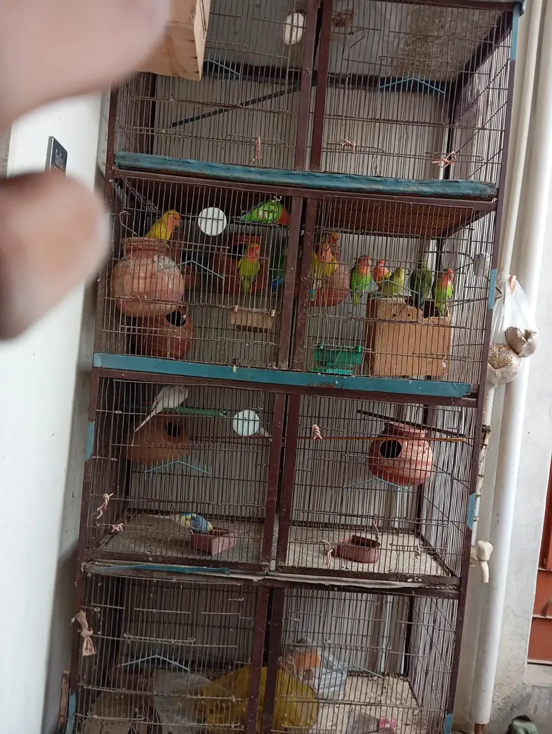 8 portion cage 8 pair love bird 3 Australian red eyes — photo 6