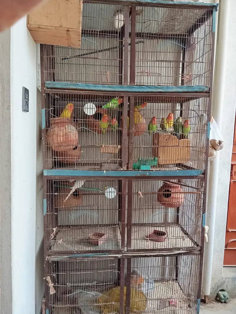 8 portion cage 8 pair love bird 3 Australian red eyes — photo 7