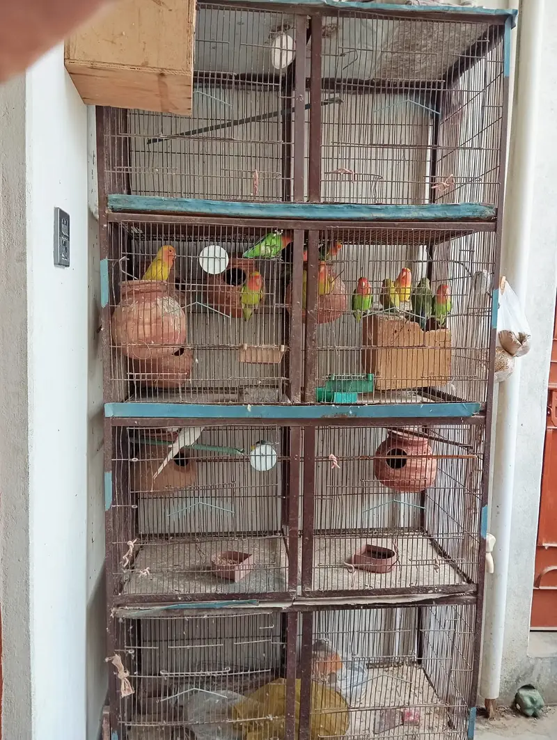 8 portion cage 8 pair love bird 3 Australian red eyes — photo 8