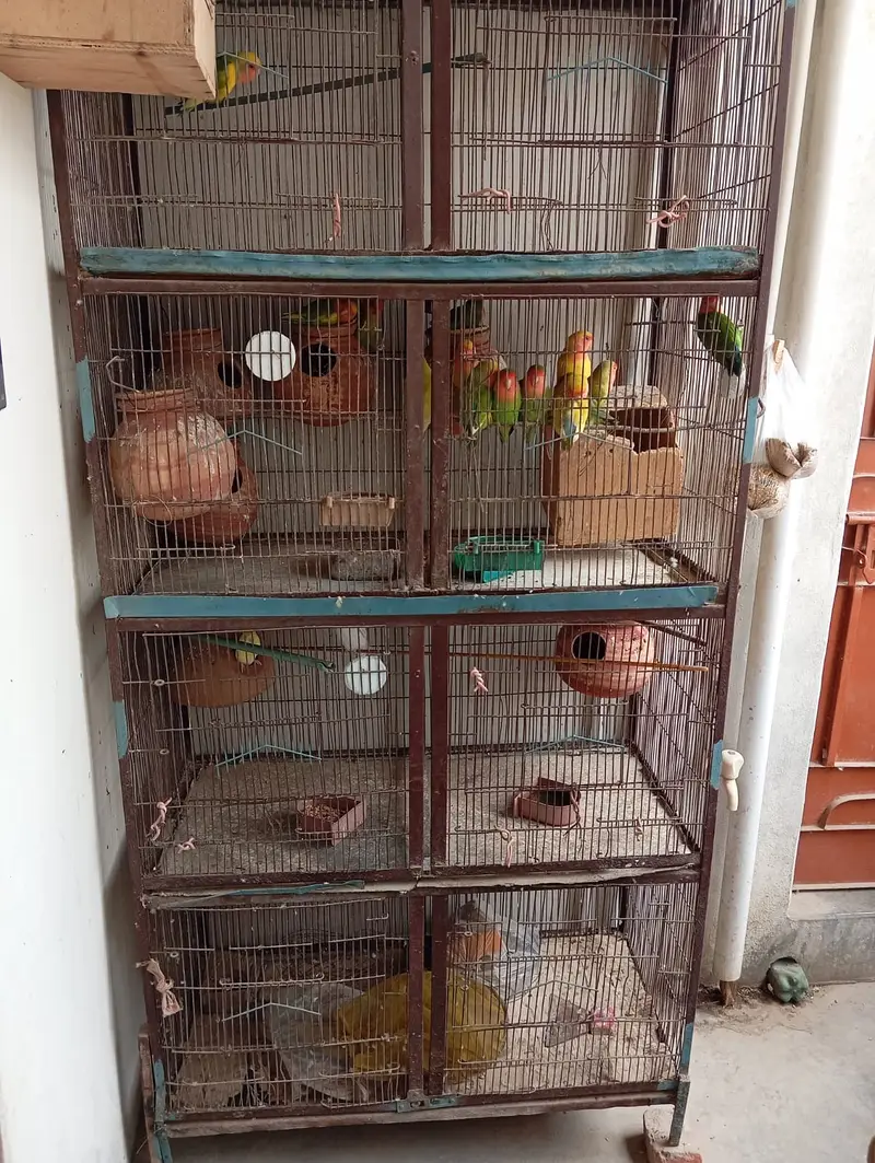 8 portion cage 8 pair love bird 3 Australian red eyes — photo 9