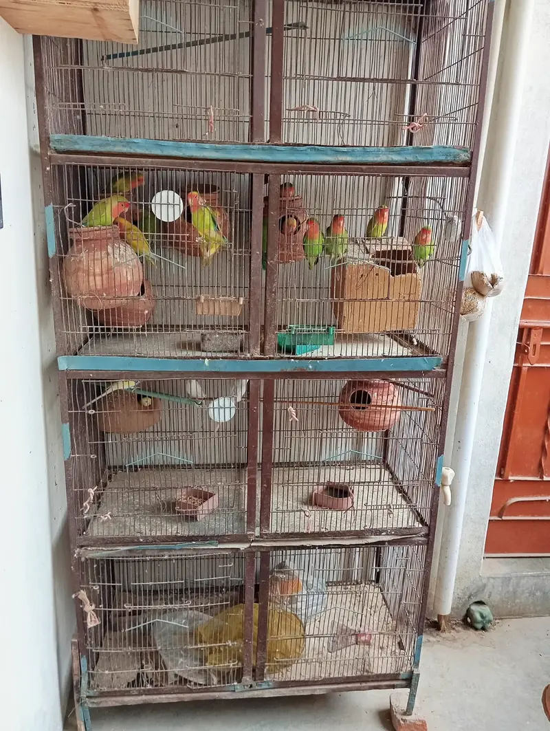 8 portion cage 8 pair love bird 3 Australian red eyes — photo 10