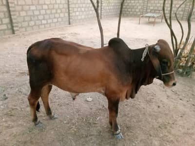 Desi Healthy Bull Bachra for Sell