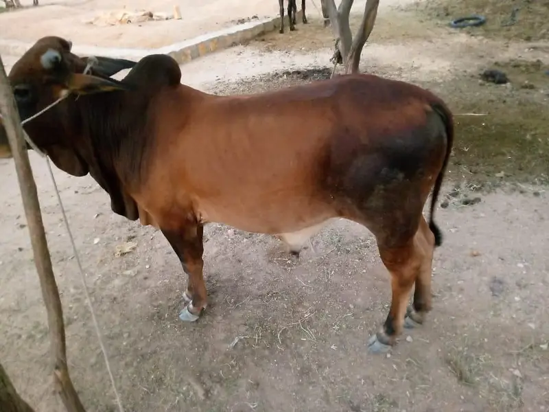 Desi Healthy Bull Bachra for Sell — photo 2