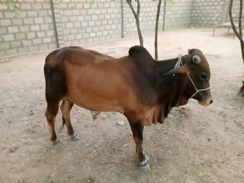Desi Healthy Bull Bachra for Sell — photo 3