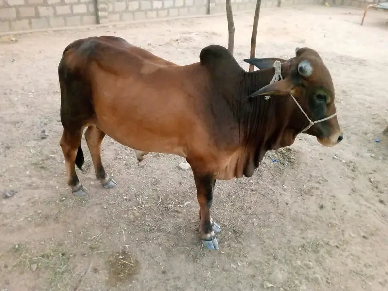 Desi Healthy Bull Bachra for Sell — photo 4