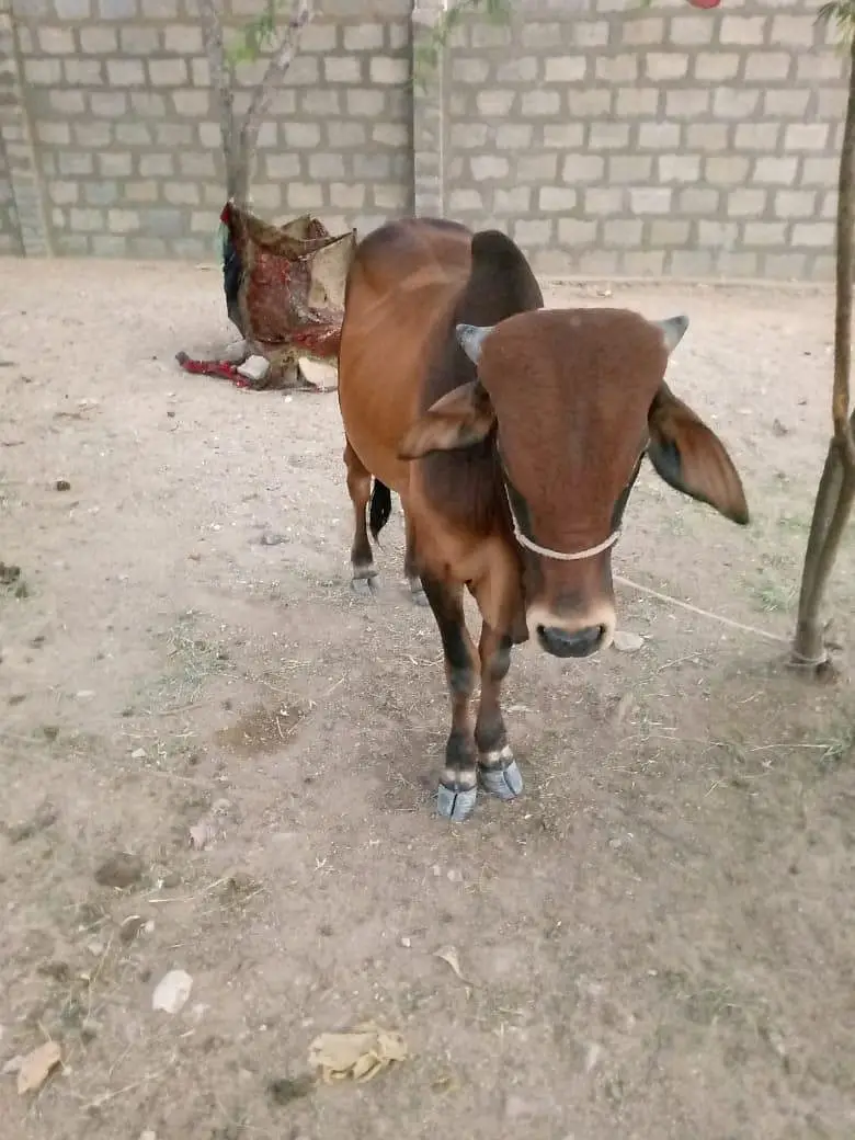 Desi Healthy Bull Bachra for Sell — photo 5