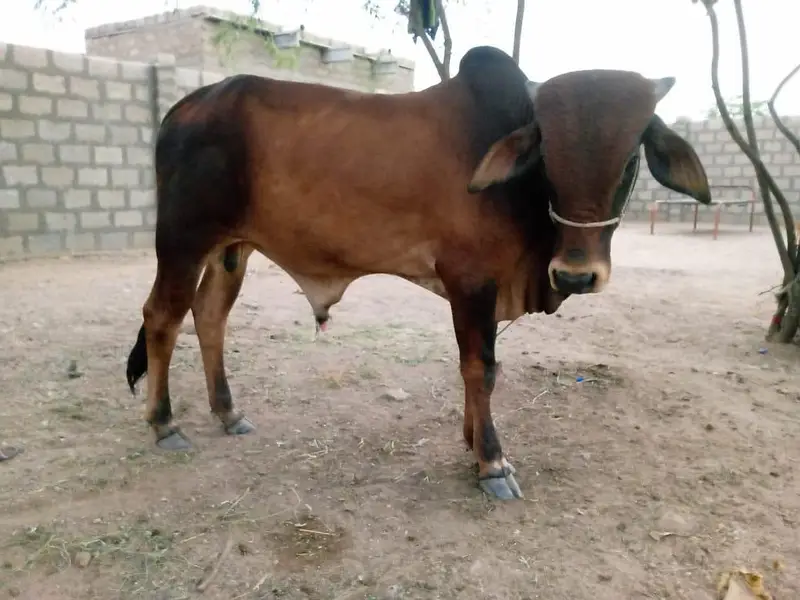 Desi Healthy Bull Bachra for Sell — photo 6