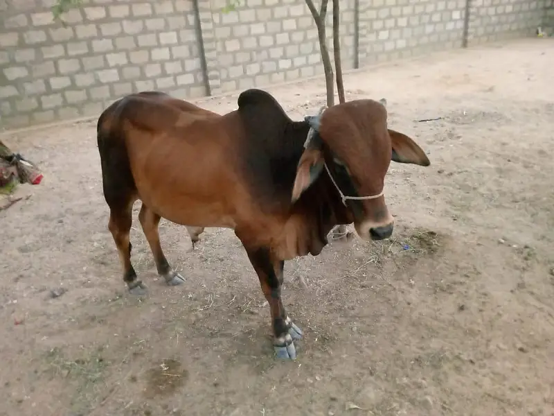 Desi Healthy Bull Bachra for Sell — photo 7