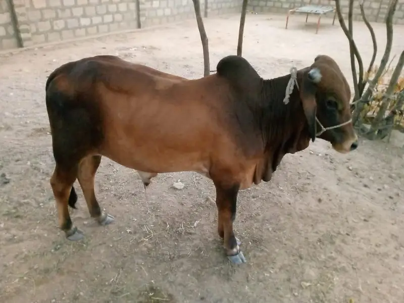 Desi Healthy Bull Bachra for Sell — photo 8