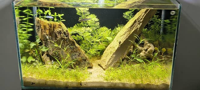 Beautiful Fully Planted Aquarium – Complete Aquascape Setup