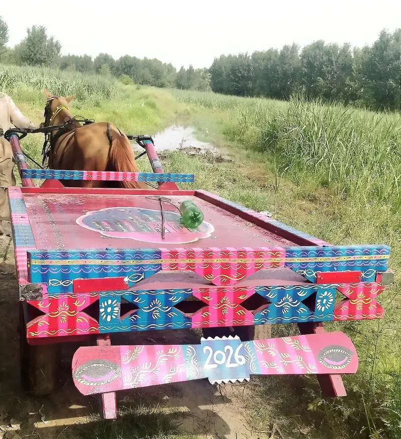 Pregnant Horse about 9- 10 months
