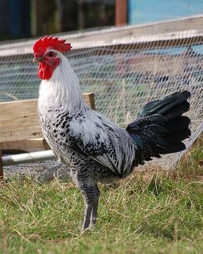 1 desi roosters and 2 egg laying hens for sale