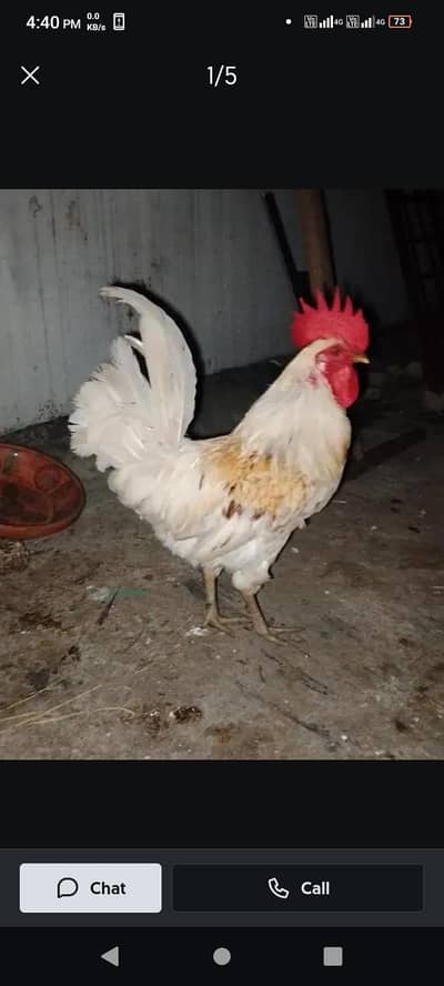 2 desi roosters and 2 egg laying hens for sale