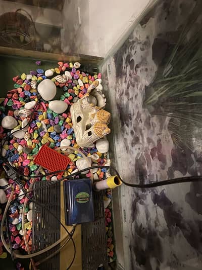 Used fish aquarium