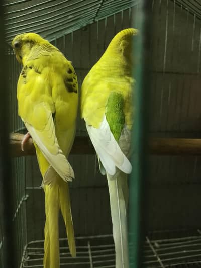Red eye or black eye pair