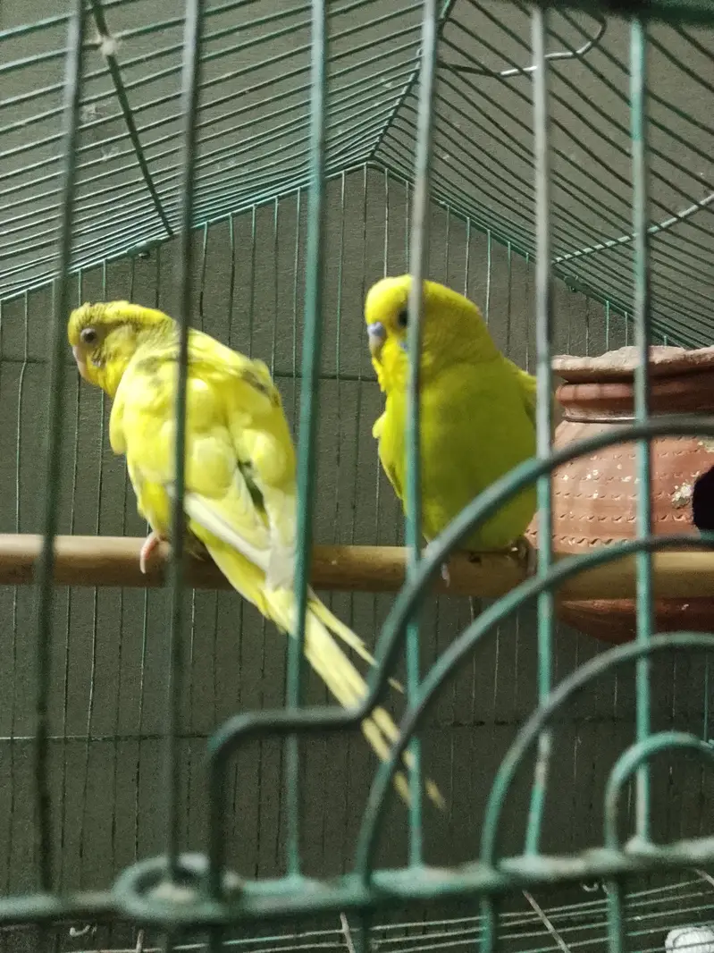 Red eye or black eye pair — photo 2