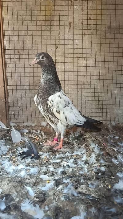 Pure Sethi Teddy Baby Pigeon / Kabootar Ka Bacha For Sale
