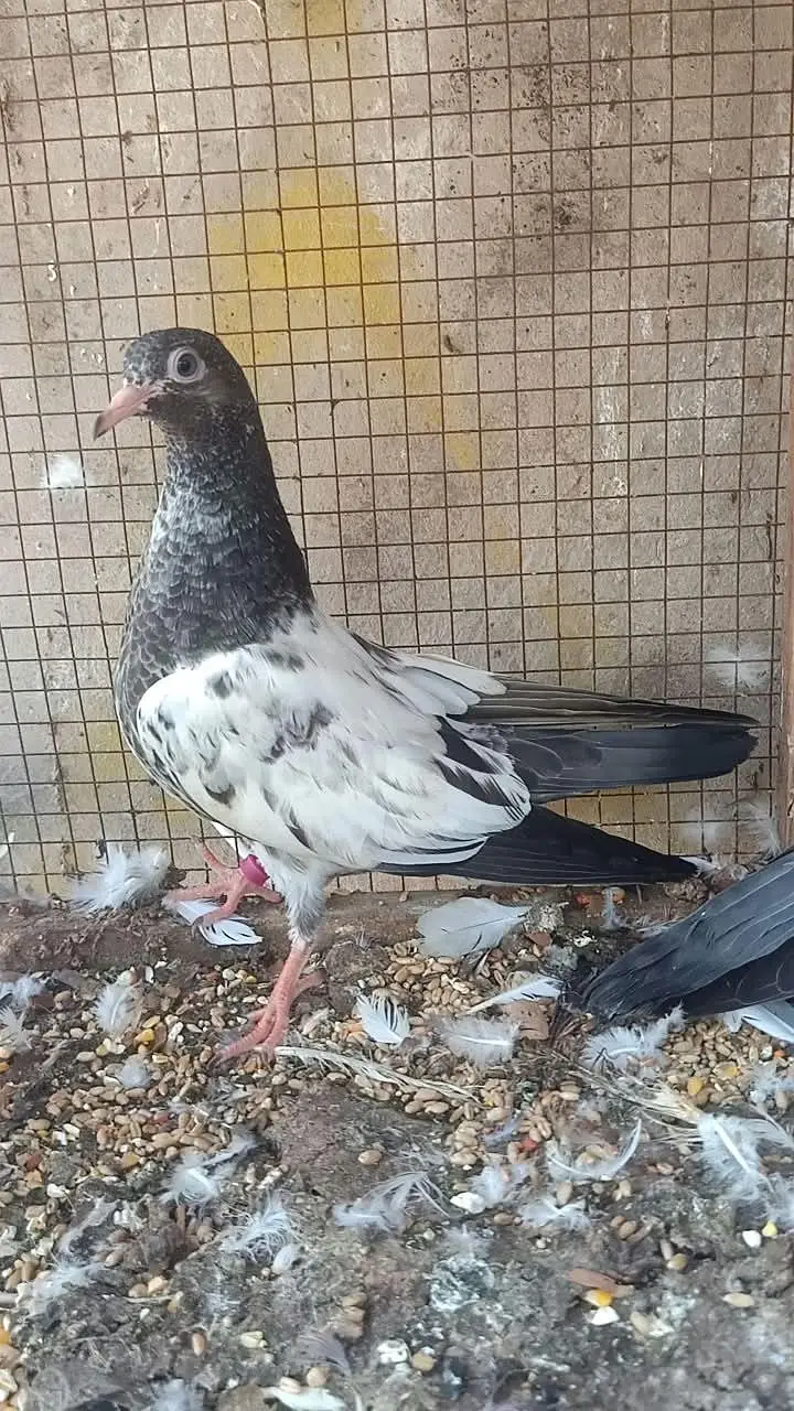 Pure Sethi Teddy Baby Pigeon / Kabootar Ka Bacha For Sale — photo 2